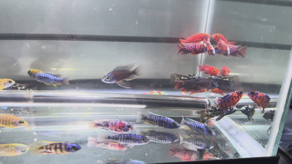 LIVE LOT Peacock African Cichlid 2" (GRADE-A and FULL COLOR)