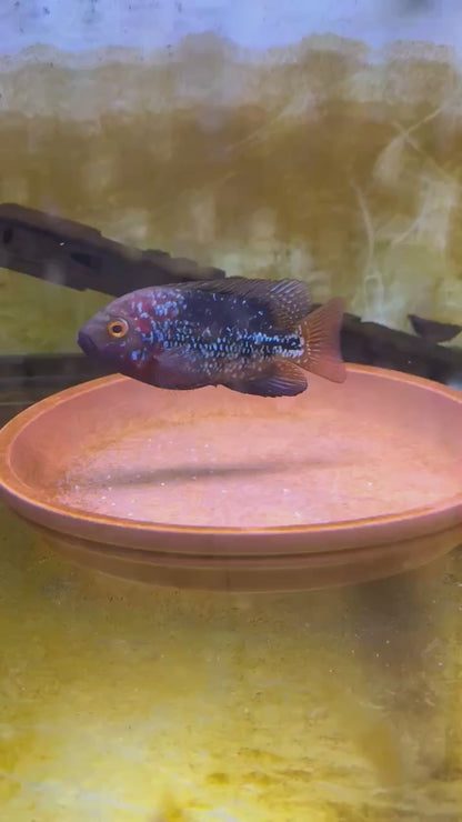 Vieja Legend Fish 8 Blood