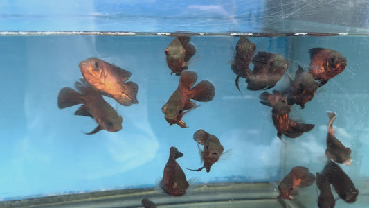 Red Copper Oscar 2.5”-3”