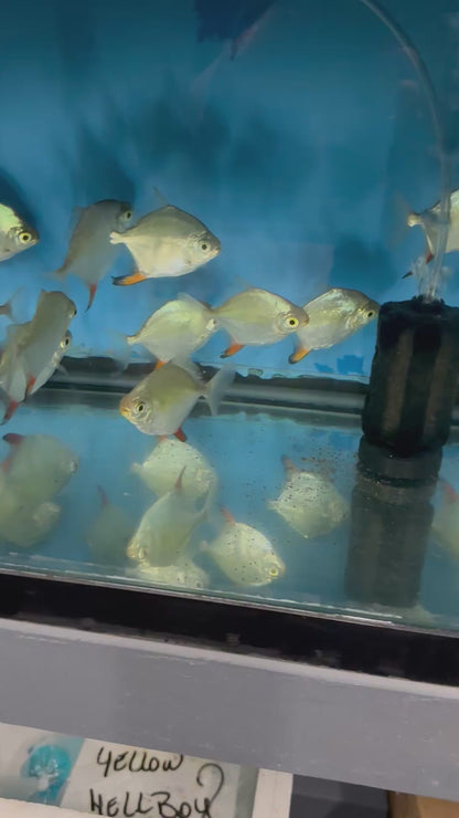 Red Hook Silver Dollar (Myloplus rubripinnis) LARGE