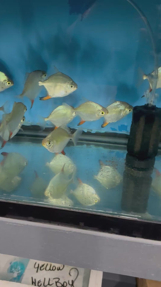 Red Hook Silver Dollar (Myloplus rubripinnis) LARGE