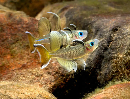 Pseudomugil signifer (Signifer Blue-Eye Rainbowfish)