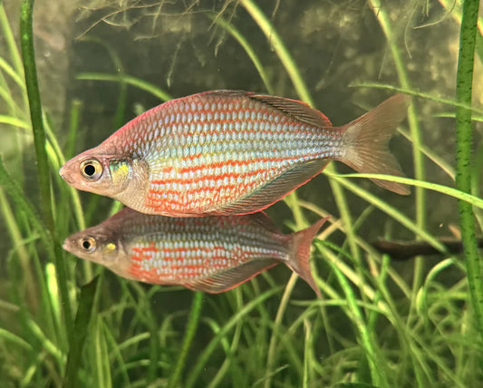 Dority's Rainbowfish (Glossolepis dorityi)