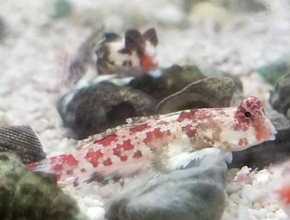 Scooter Dragonet / Red Marbled Dragonet