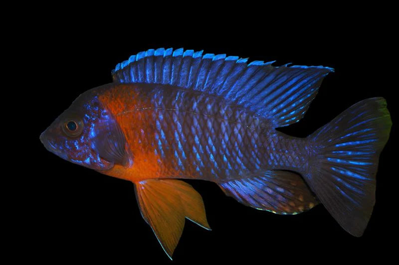 Aulonocara hansbaenschi  Red Shoulder Peacock "Chiloelo"