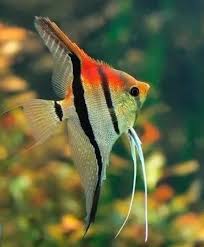 Red Head Manacapuru Angelfish in an aquarium.