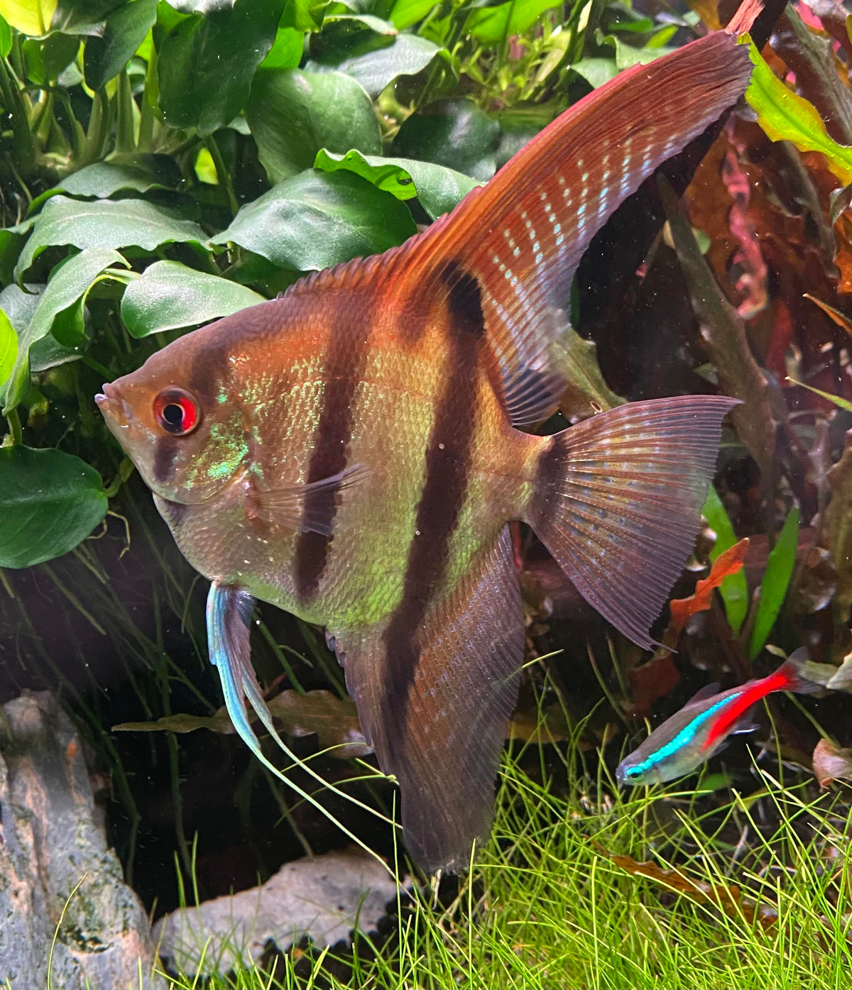 Red Head Manacapuru Angelfish in an aquarium.