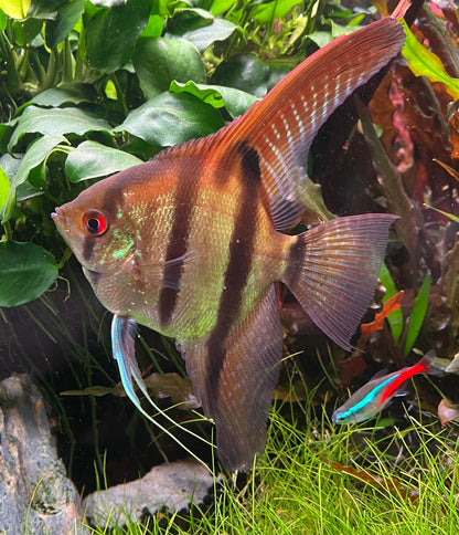 Red Head Manacapuru Angelfish in an aquarium.