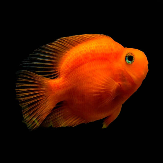 Red Parrotfish MEDIUM