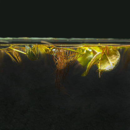 Red Root Floater | Phyllanthus Fluitans