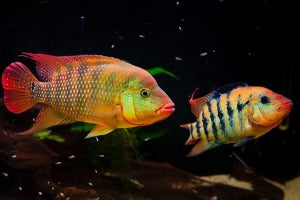 Cichlasoma festae (Red Terror Cichlid)