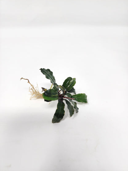 Bucephalandra Mix (Pack of 3)