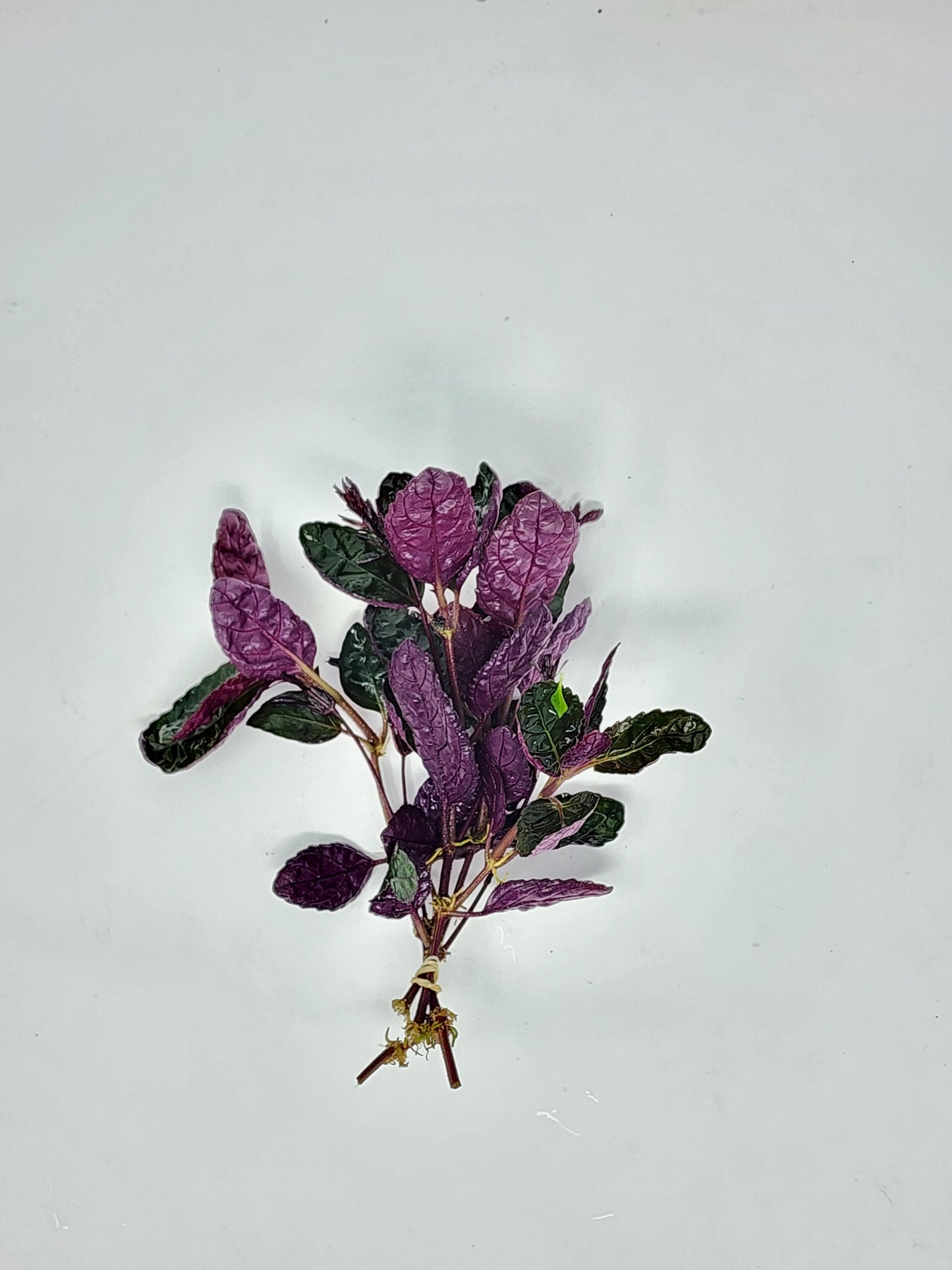 Hemigraphis Exotica | Purple Waffle