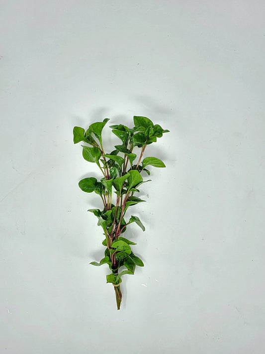 Florida Ruffle (Green Hedge)