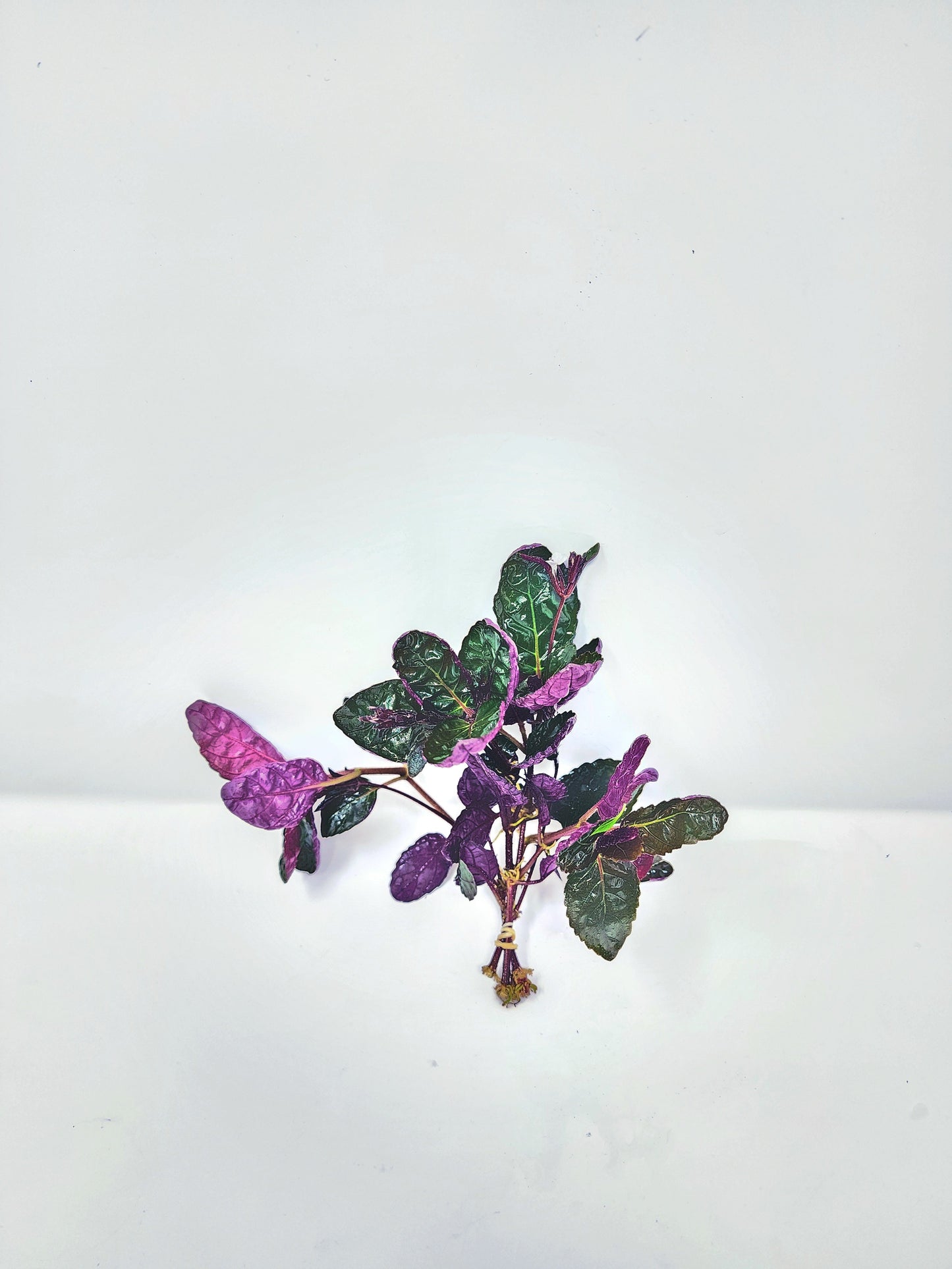 Hemigraphis Exotica | Purple Waffle