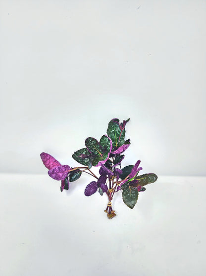 Hemigraphis Exotica | Purple Waffle