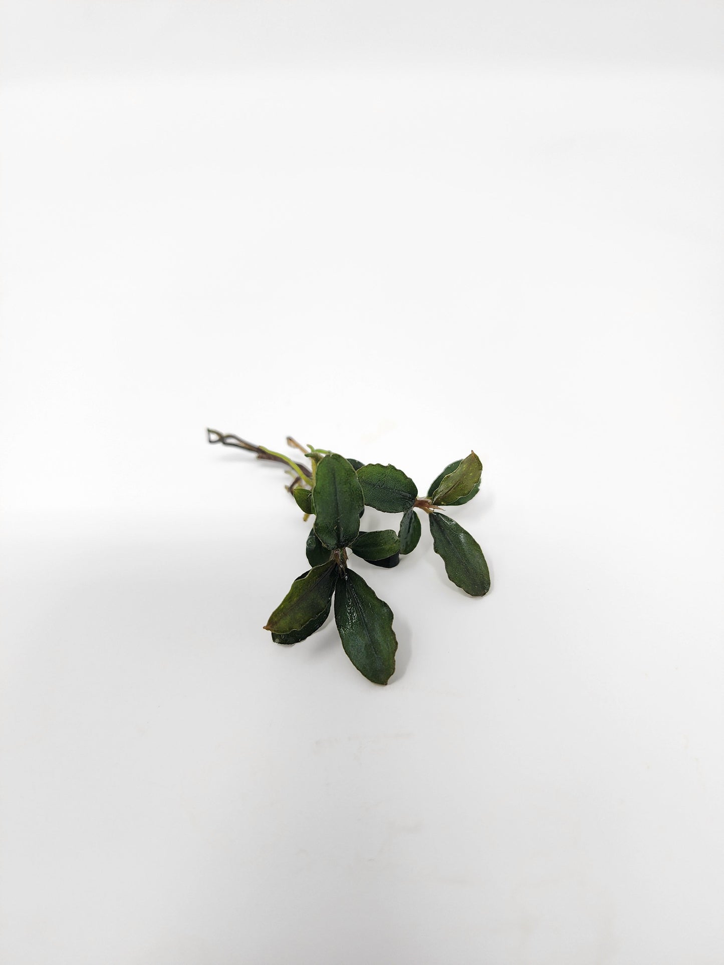 Bucephalandra Mix (Pack of 5)