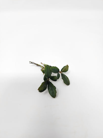 Bucephalandra Mix (Pack of 5)