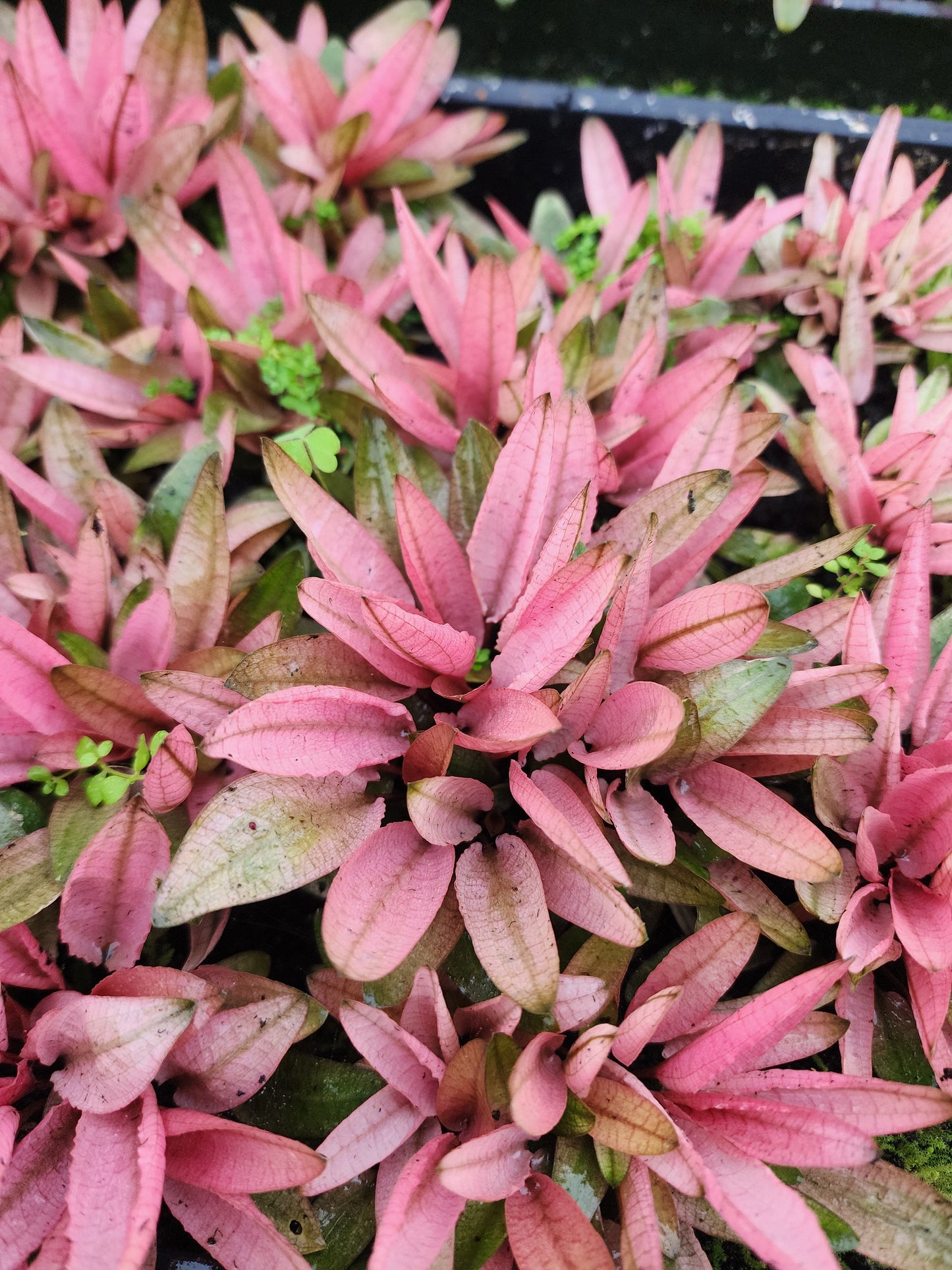 Cryptocoryne Flamingo