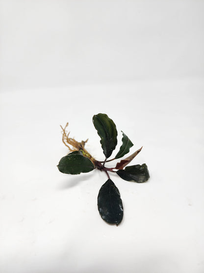 Bucephalandra Theia