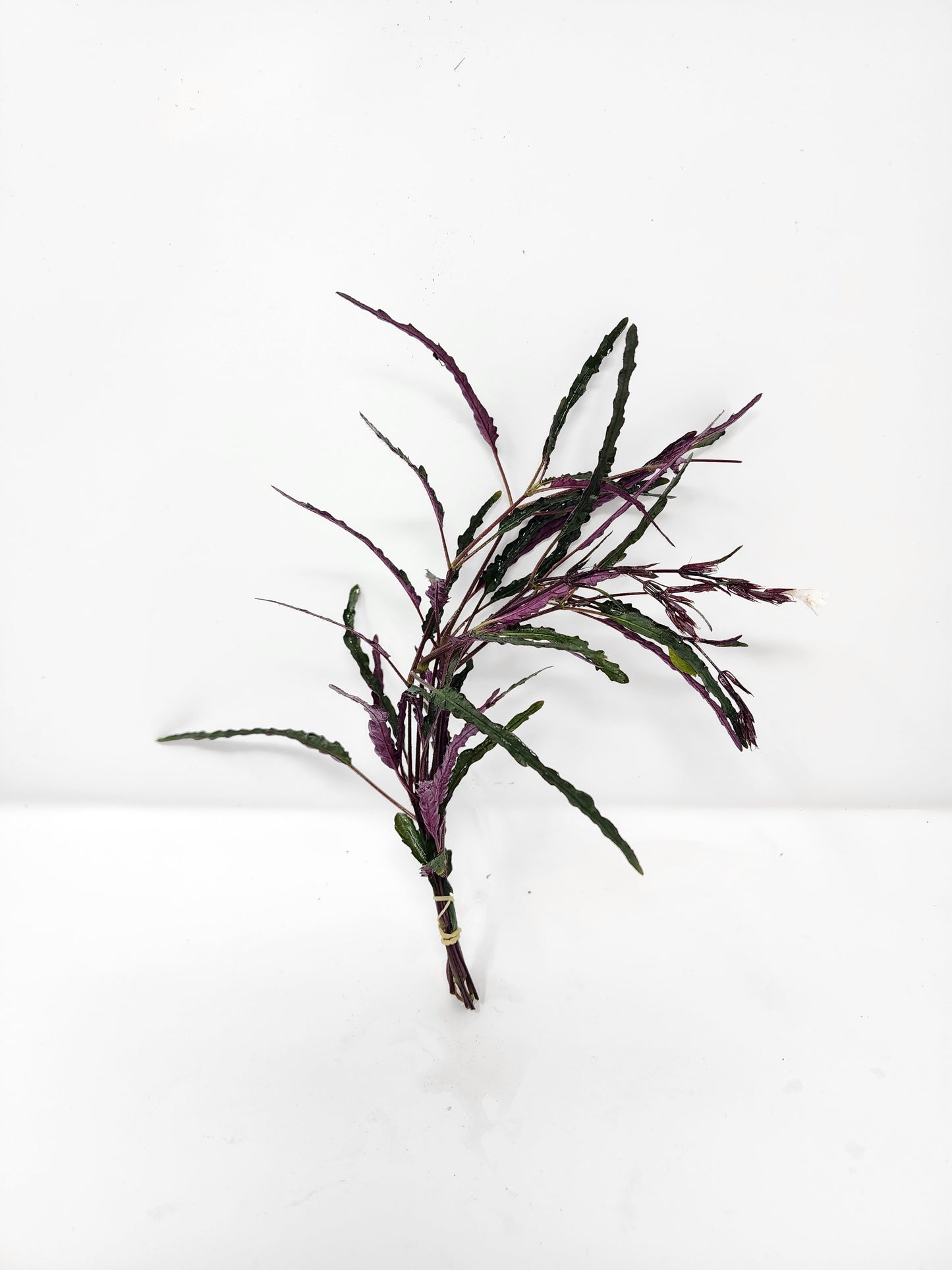 Dragon's Tongue | Hemigraphis repanda