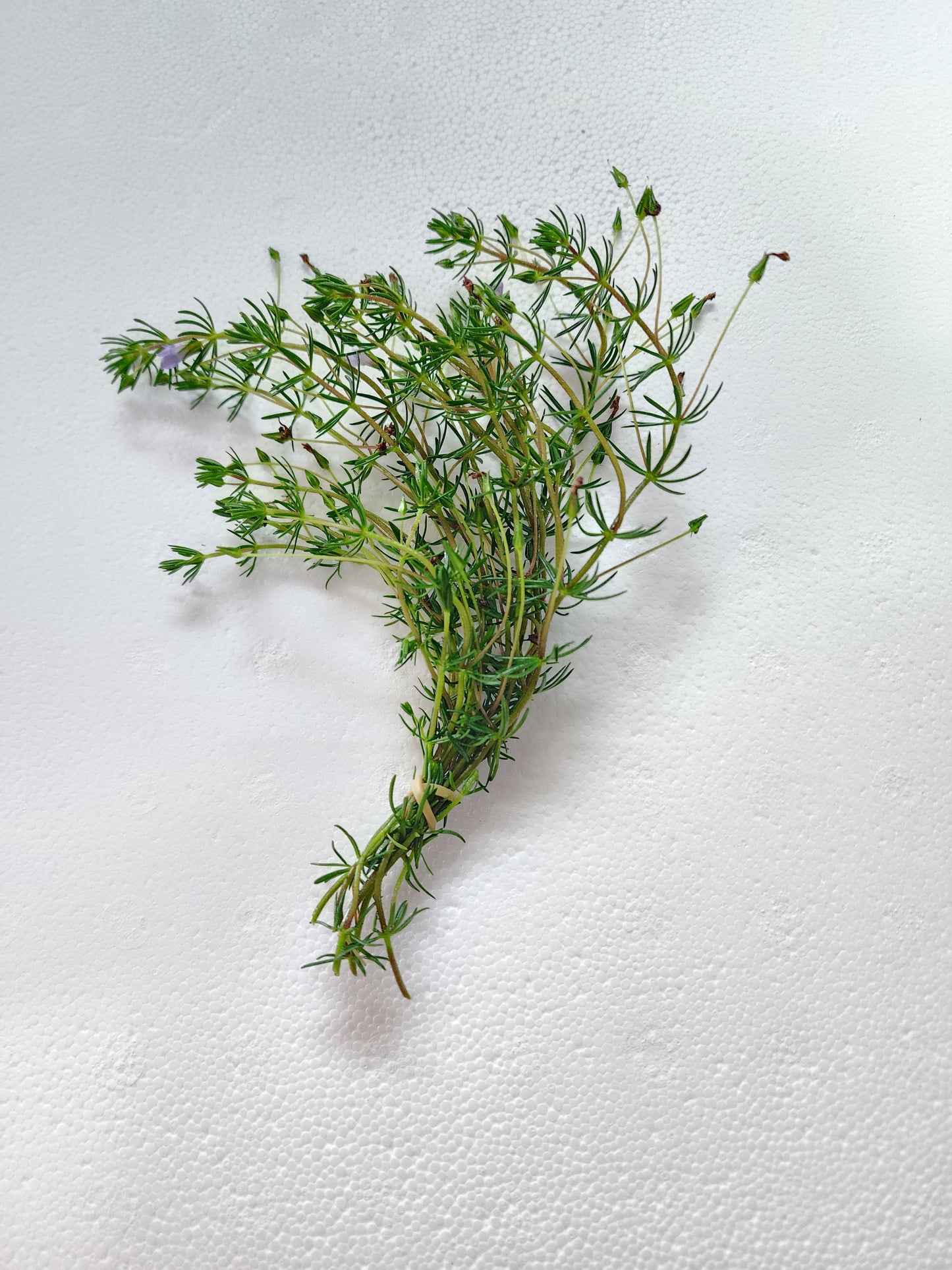 Bacopa myriophylloides