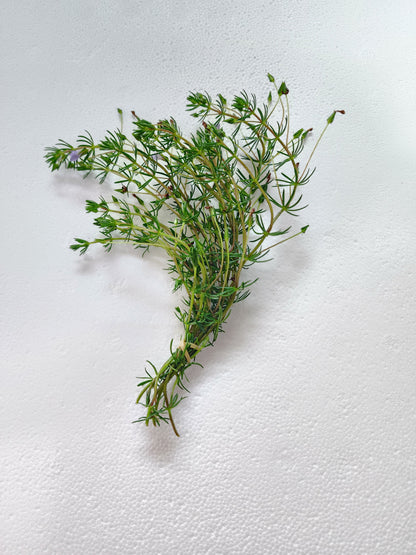 Bacopa myriophylloides
