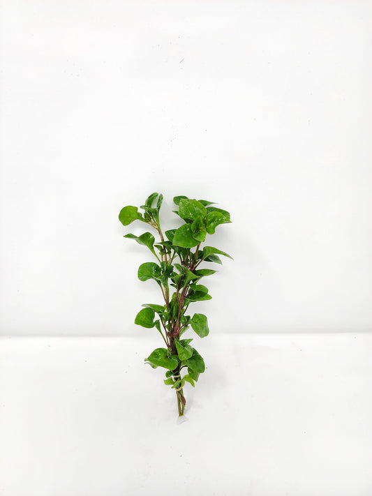 Florida Ruffle (Green Hedge)