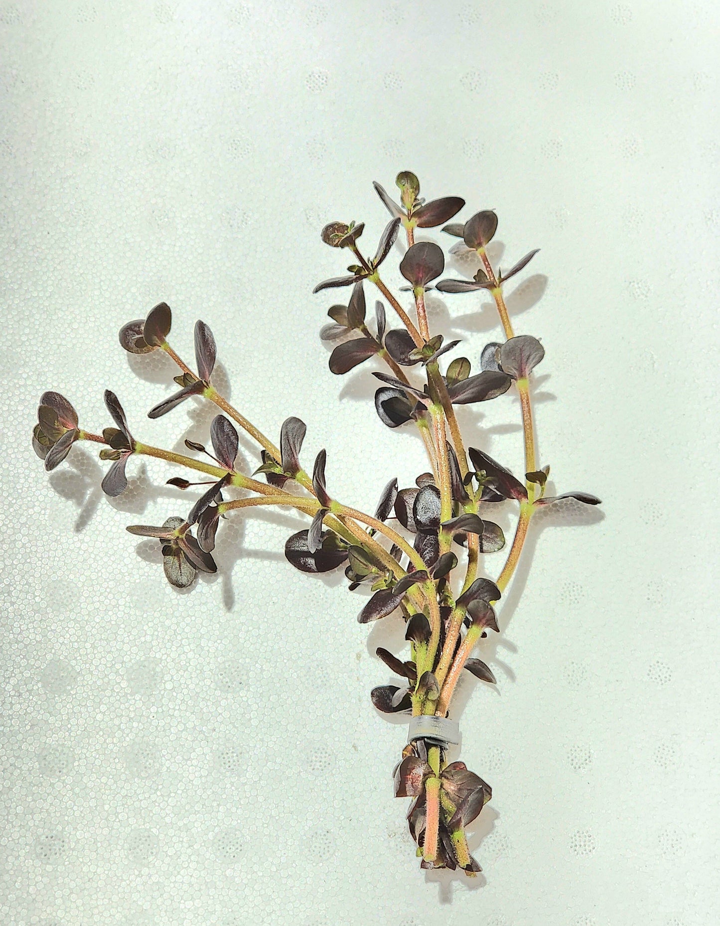 Bacopa salzmannii 'Purple'