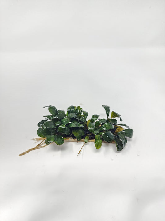 Bucephalandra on Wire Mat