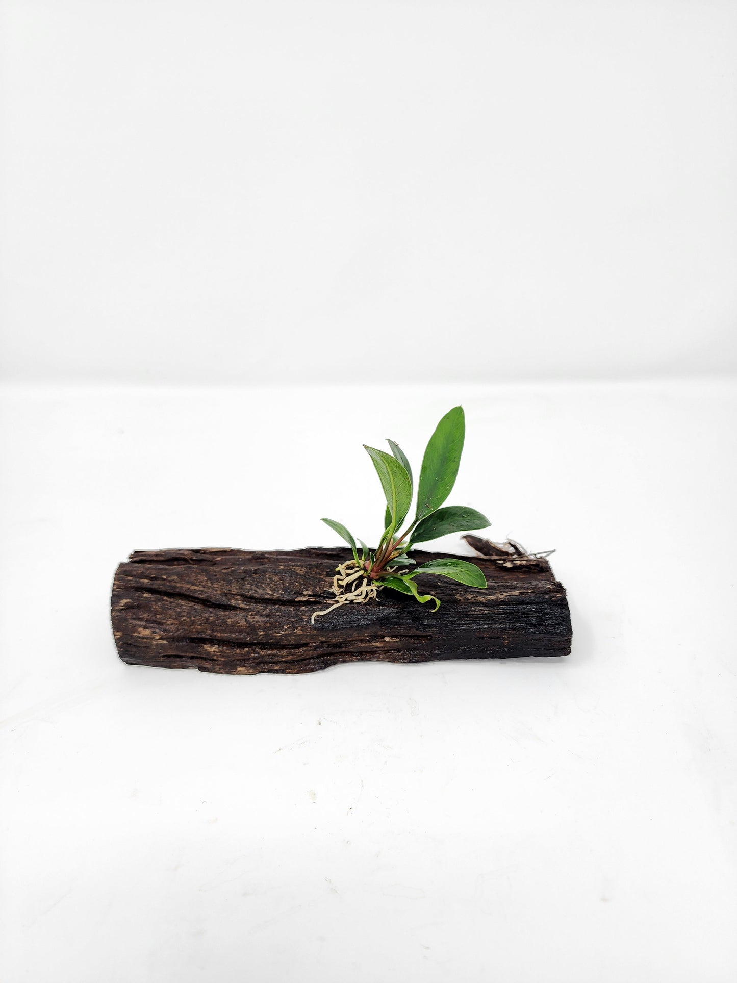 Anubias on Small Driftwood