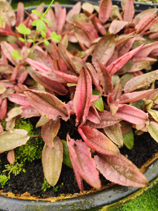 Cryptocoryne Flamingo