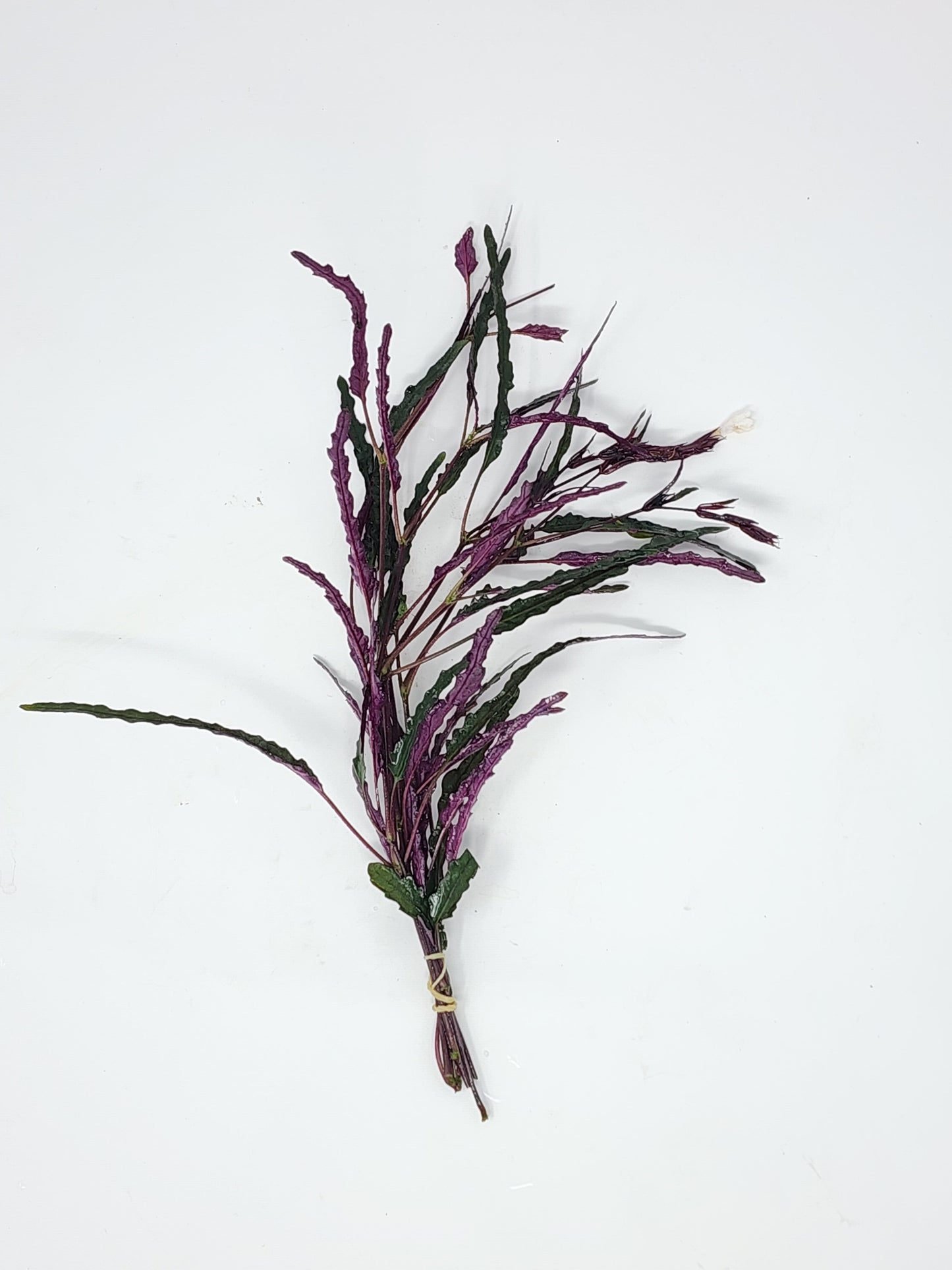 Dragon's Tongue | Hemigraphis repanda