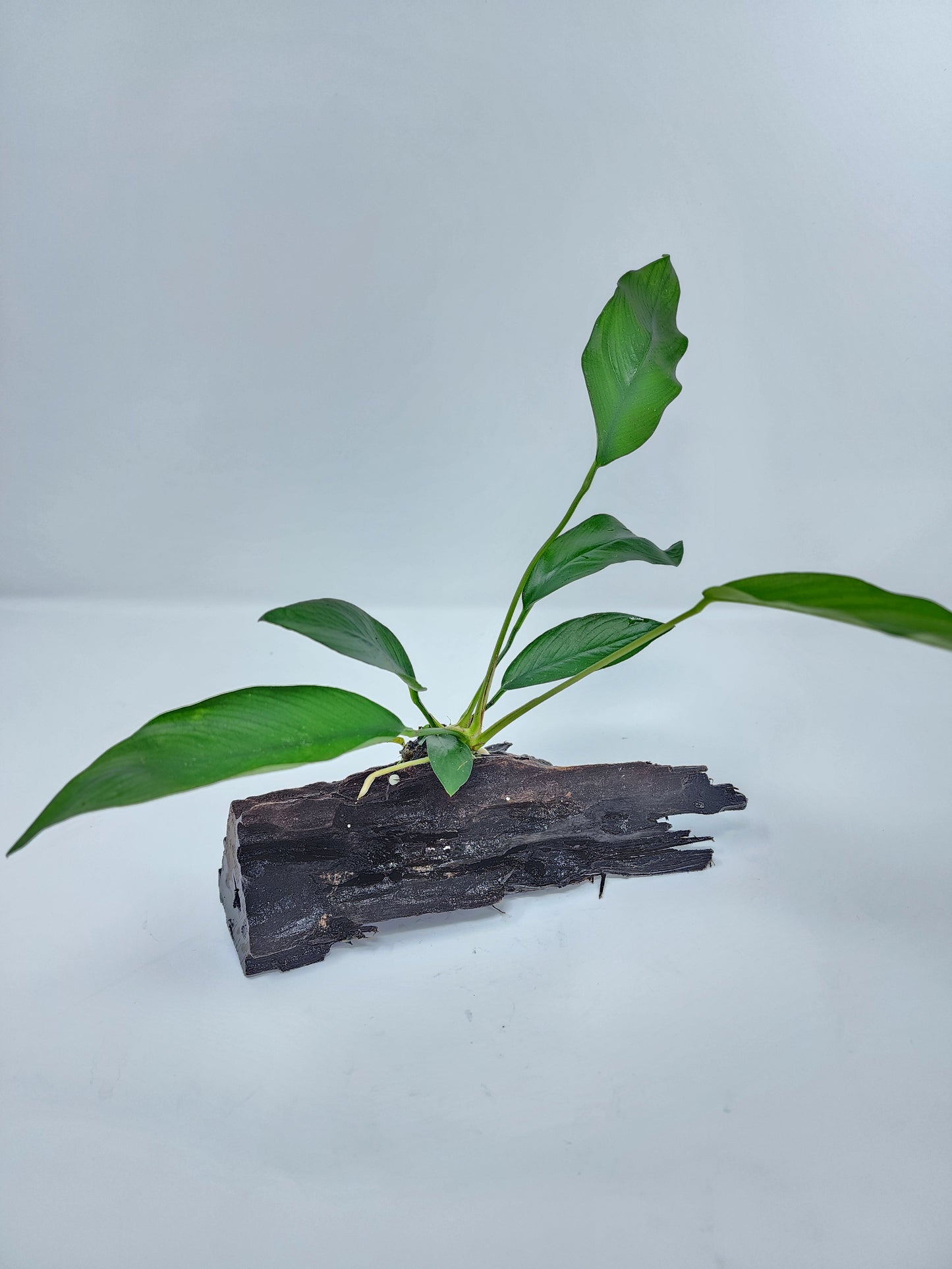 Anubias on Large Driftwood