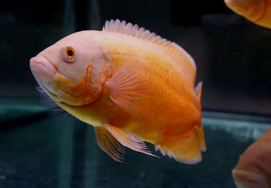 Oscar Ruby Longfin (Astronotus ocellatus)