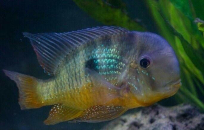 Balzani Eartheater (Gymnogeophagus balzanii)