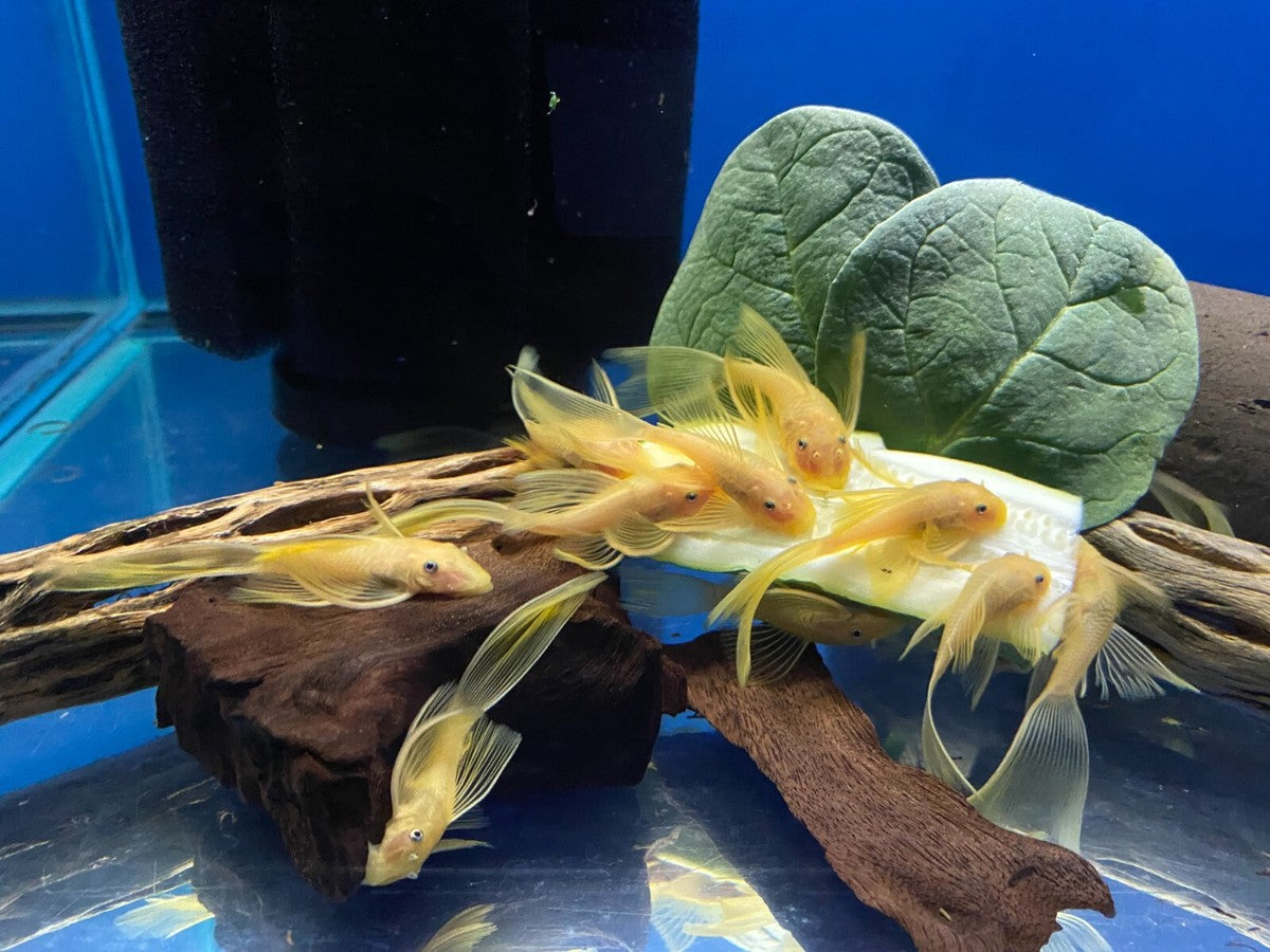 L144 Blue Eye Lemon Bristlenose Pleco (Ancistrus sp)