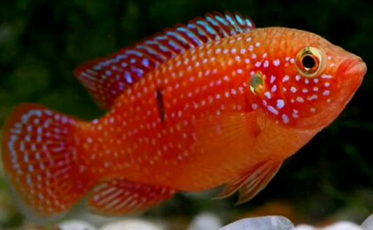 Red Jewel Cichlid Rubricatochromis stellifer