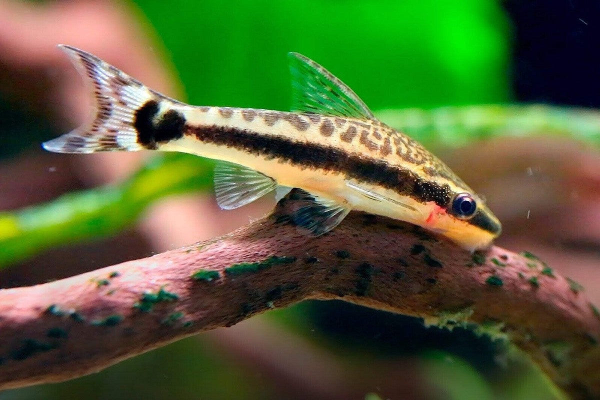 Amazon Otocinclus (Otocinclus cf. macrospilus)