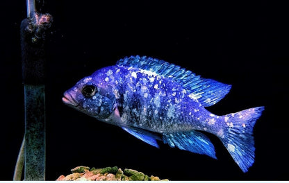 Placidochromis sp. "Phenochilus Tanzania" Star Sapphire