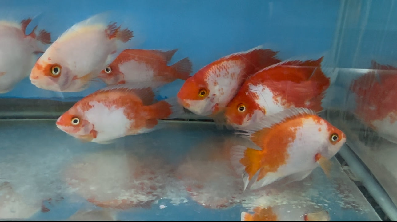 Red & White Parrot Cichlid – Danaqua Live Fish & More