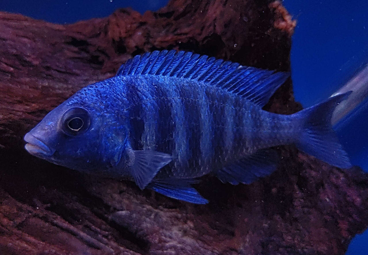 Placidochromis sp. "Phenochilus Tanzania" Star Sapphire