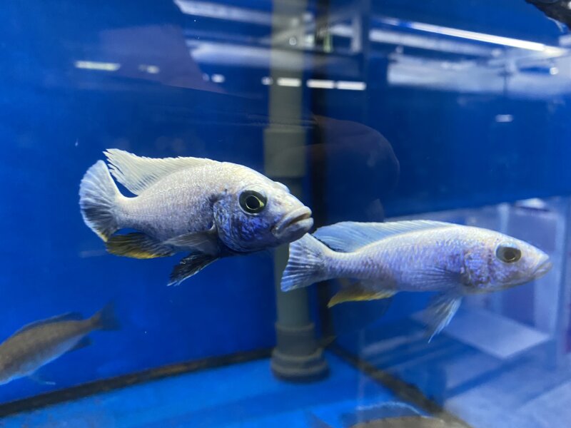 Sciaenochromis fryeri "Iceberg" Iceberg Fryeri