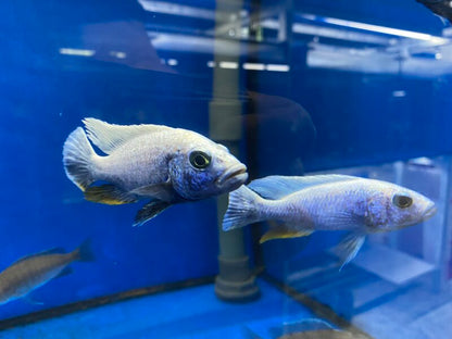 Sciaenochromis fryeri "Iceberg" Iceberg Fryeri