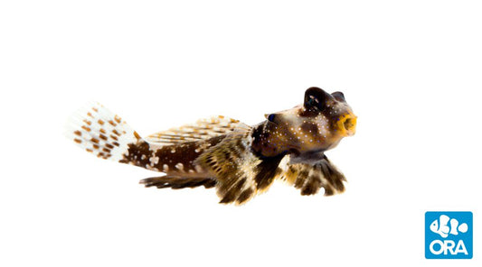 Scooter Dragonet / Red Marbled Dragonet