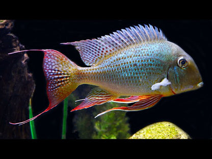 Geophagus altifrons "Rio Araguari"