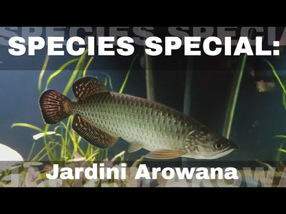 Jardini Arowana (Scleropages jardinii)