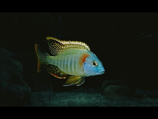 Lethrinops Sp. Mbasi