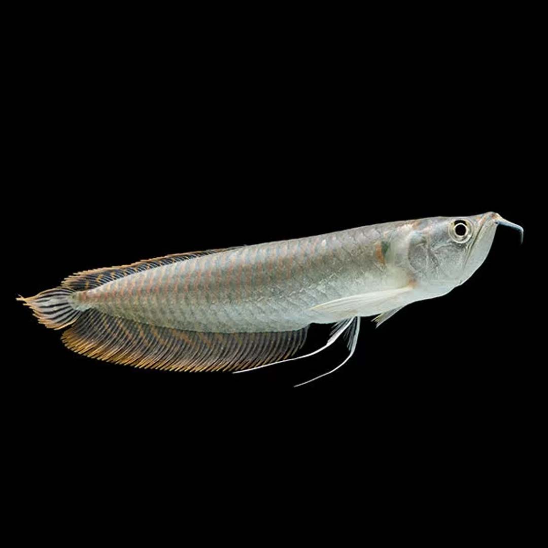 Silver Arowana (Osteoglossum bicirrhosum)