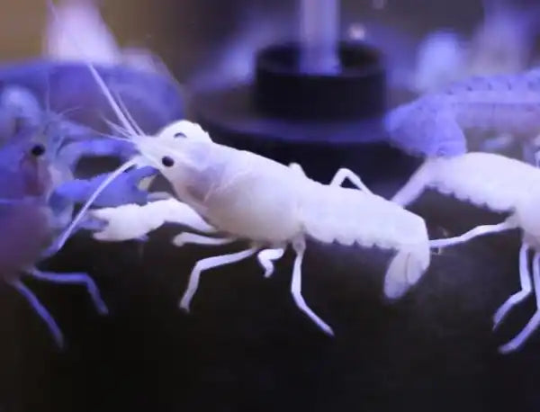 White Lobster Crayfish